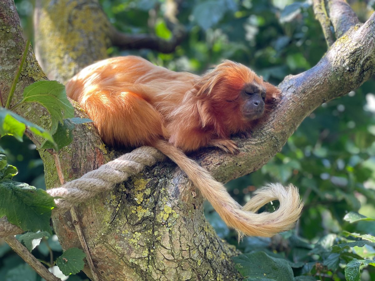 SaveTheGLT's tweet photo. On GLT Day 2023, the 1st place winners of our Photo Challenge are Jasmine Mead, Yorkshire Wildlife Park, UK; Kris Huybrechts, Apenheul Zoo, Netherlands; and Ashleigh Nolder, Yorkshire Wildlife Park, UK. For the full list of winners, please visit https://t.co/exp7XEW6At #congrats! https://t.co/QCeunkhUhm