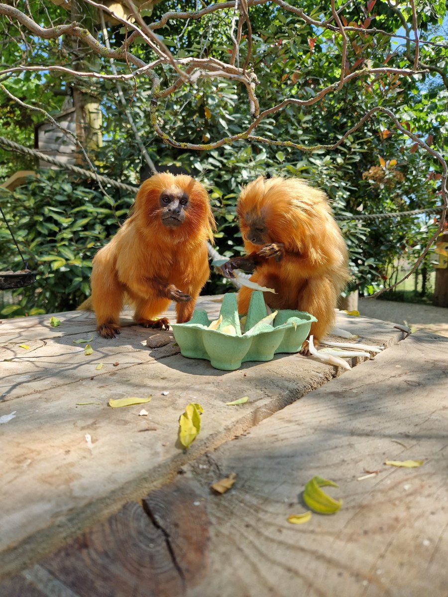 On GLT Day 2023, the 1st place winners of our Photo Challenge are Jasmine Mead, Yorkshire Wildlife Park, UK; Kris Huybrechts, Apenheul Zoo, Netherlands; and Ashleigh Nolder, Yorkshire Wildlife Park, UK. For the full list of winners, please visit savetheliontamarin.org/2023gltdaychal… #congrats!