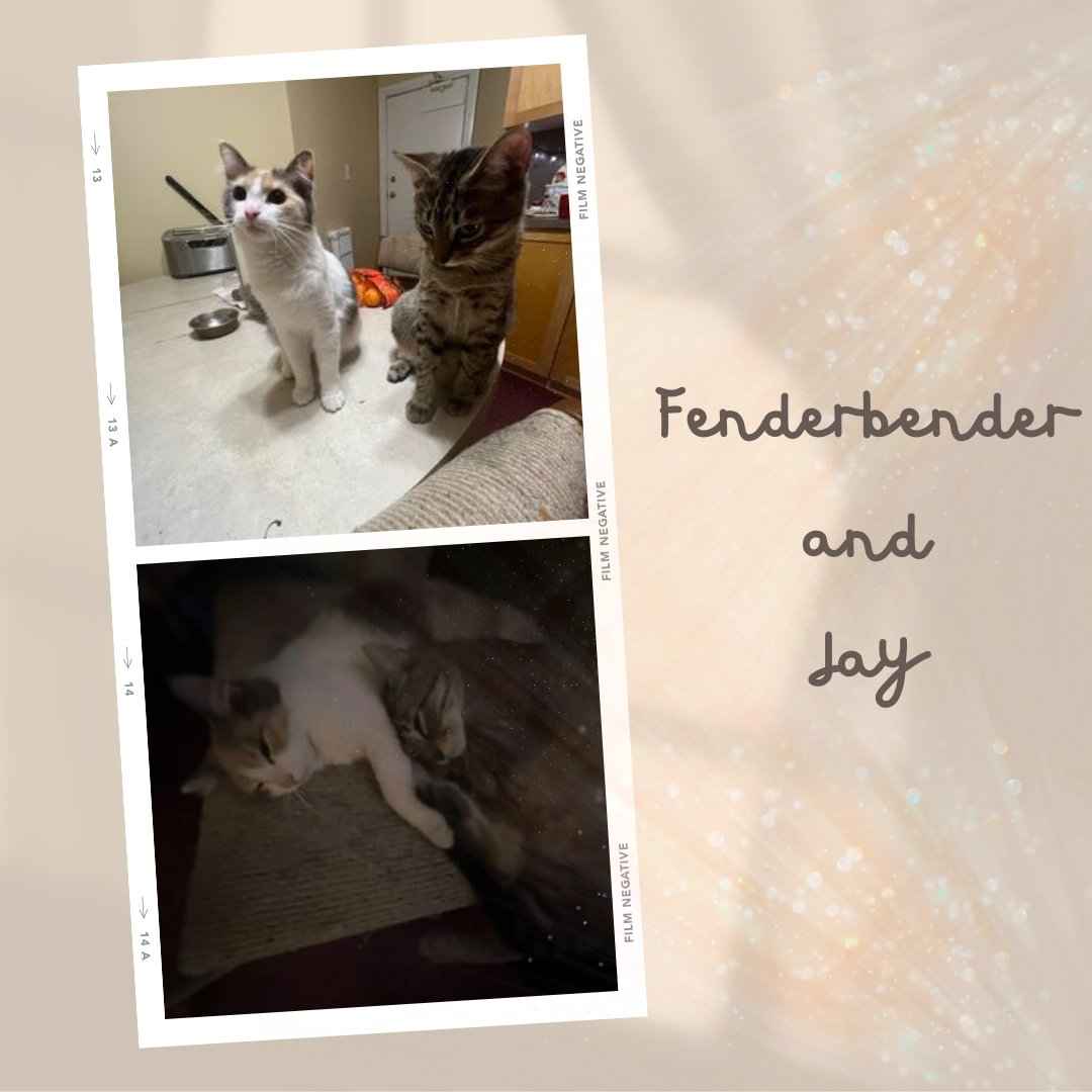 Gotcha Tues-Yay we would like you to meet the fabulous duo, Fenderbender and Jay!!!
These two both came to the ARC in January of 2023! Happily their family says that they still adore each other and feel so lucky that are able to grow up together.