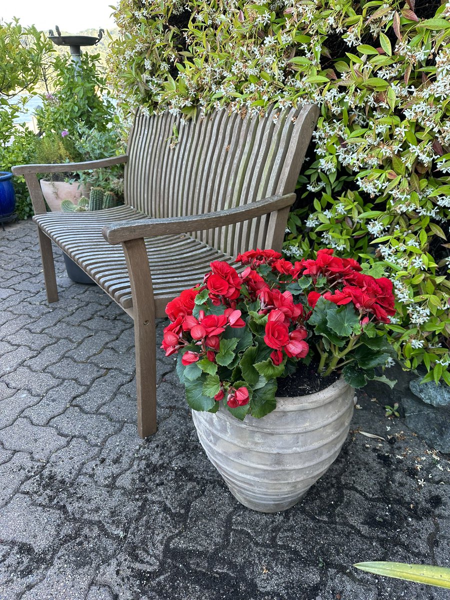bronze4u's tweet photo. A recent trip to Lake Como, inspired us to add Wax Begonias, to our front garden. Flanking one of our benches. https://t.co/H5eB35etDx