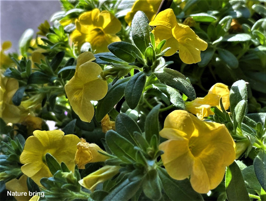Calibrachoa is a genus of flora in the Solanaceae family. They are evergreen short-lived perennials and sub-shrubs with a sprawling habit, with mini Petunia-type flowers. ....read....naturebring.com/calibrachoa-mi… #Calibrachoa #millionbells #naturebring #growing #care