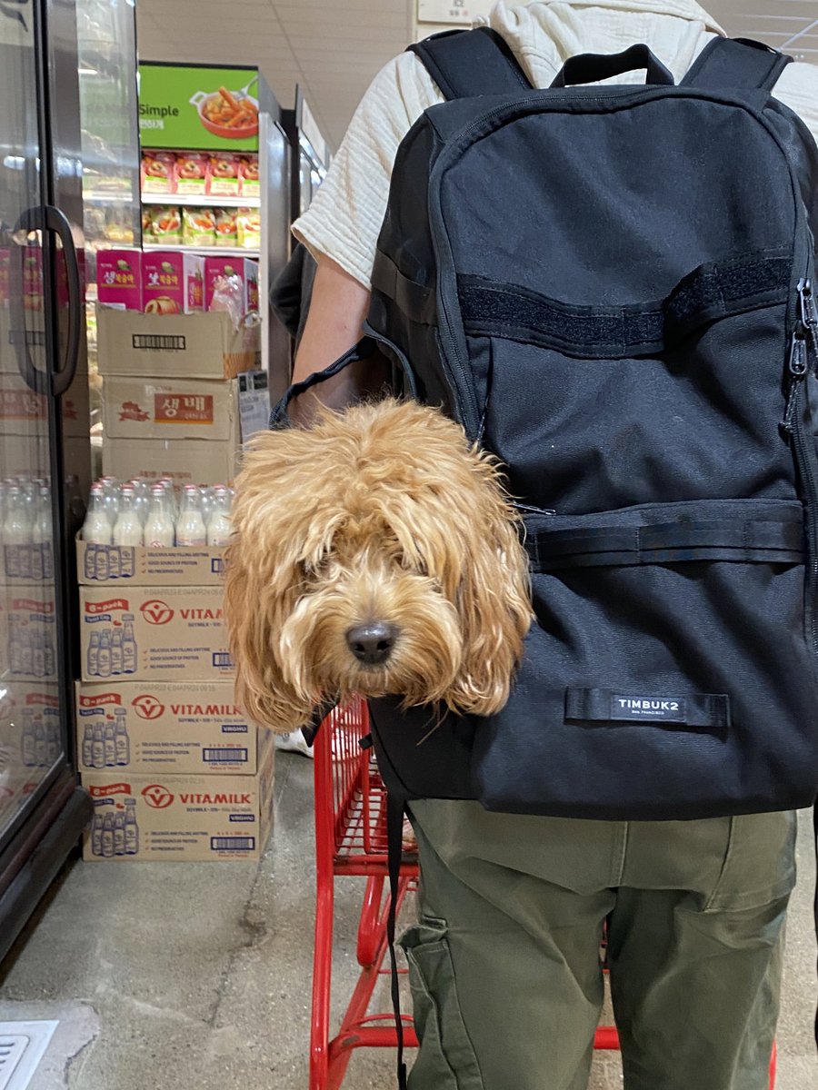 pochidoodle's tweet photo. スーパーに付き合わされた犬 https://t.co/2IfPzoVVEH