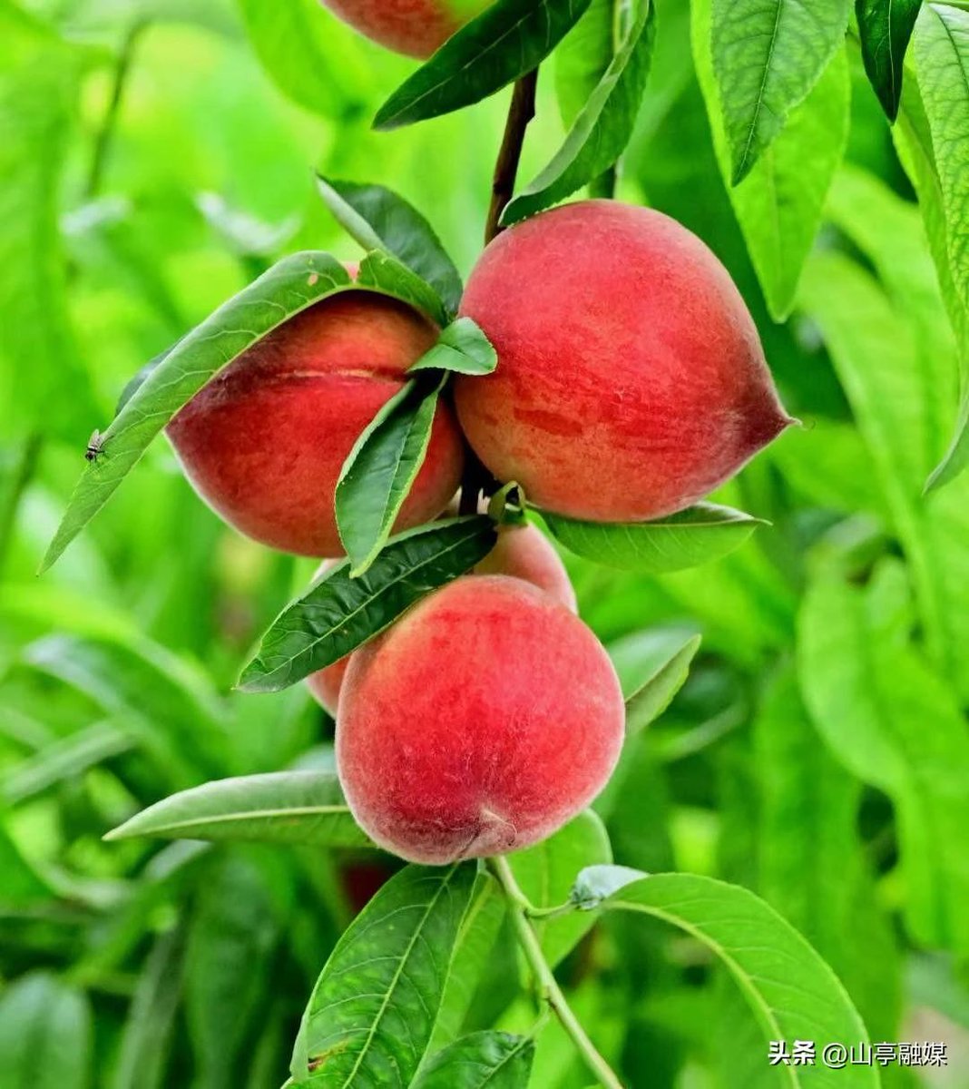 ZaozhuangChina's tweet photo. Peaches are ripening in #Shanting District, #Zaozhuang. Red peaches hang on branches， excluding a sweet and flora fragrance. Cannot wait to bite into the juicy fruit! https://t.co/8izOLZZaxJ