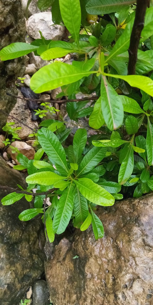 صباح الخير يا عالم 🌴.