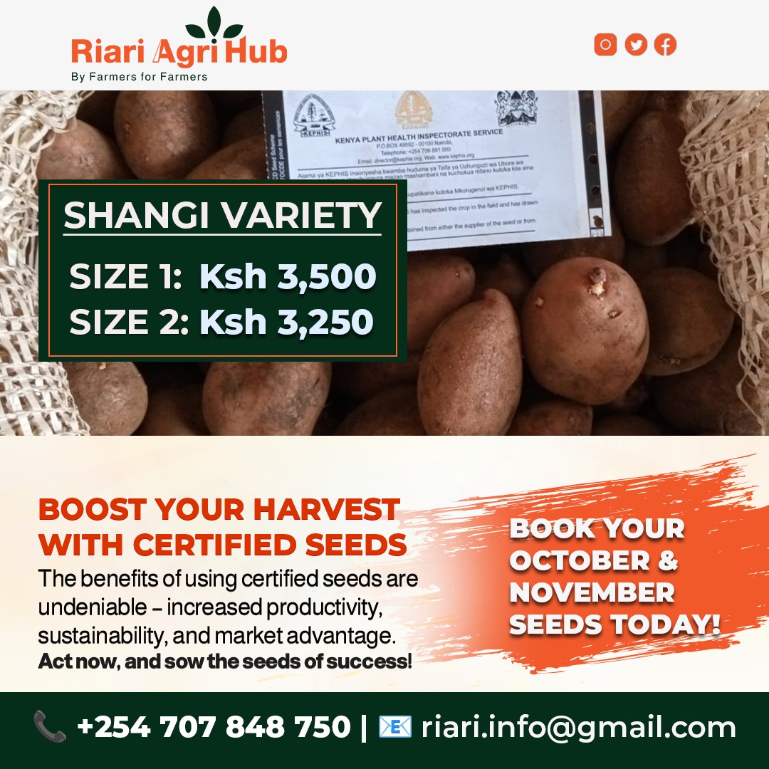 RiariAgriHub's tweet photo. Happy new month. 

We bring you some good news. Booking has began. You can now take advantage of booking your #CertifiedSeedPotatoes today. 

Call or WhatsApp us on 0707848750.
#NyakuaYakoLeo
#ByFarmersForFarmers https://t.co/clwneGyVsC