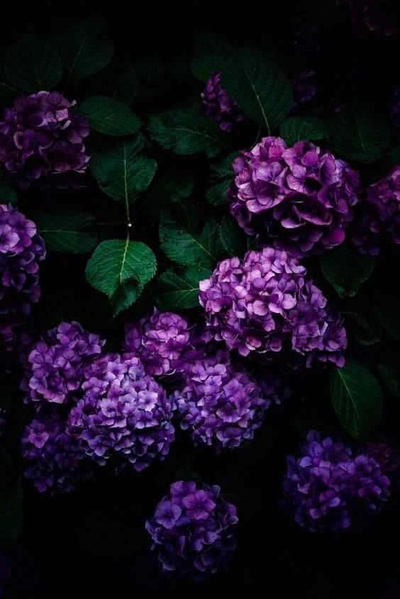 jeonghan hydrangeas

#JEONGHAN    #정한    <a href="/pledis_17/">세븐틴(SEVENTEEN)</a>