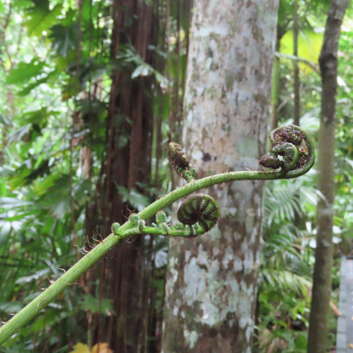 Kate_Garland's tweet photo. Thank you to all the organisers that made #ICVM2023 in Gimuy (Cairns, Australia) happen. Feeling inspired by all amazing science and the incredible nature in beautiful North Queensland. https://t.co/MkE3g1DeYR