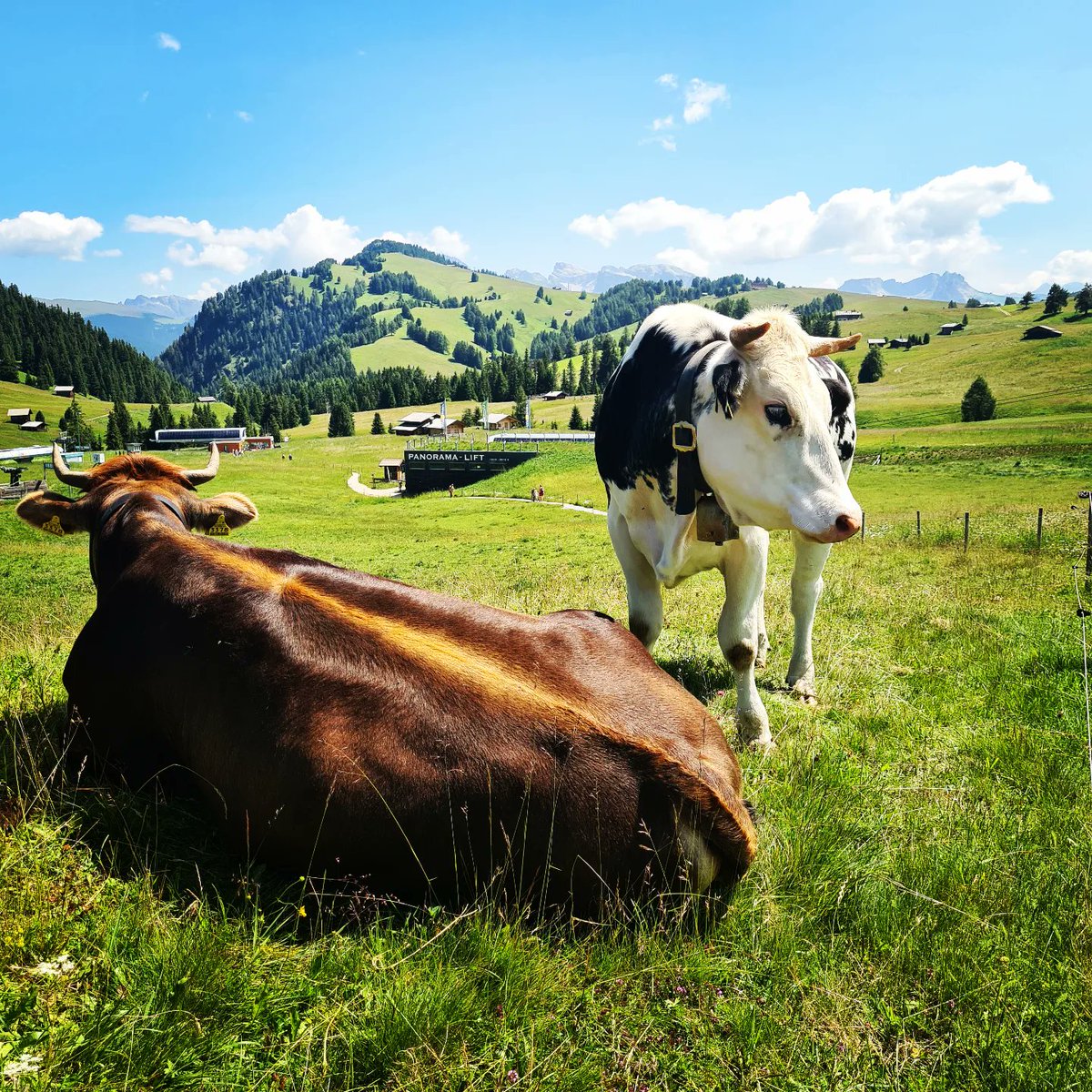 Sempre bello tornare.
#alpedisiusi #dolomiti