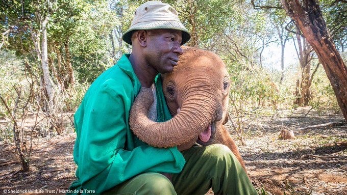 ramblingsloa's tweet photo. Here's to the kids who didn't grow up in gentle environments but are now choosing to be gentle adults.
Thank you.
May you continue to heal and help others heal.

Jerico Silvers
Pic Sheldrick Trust https://t.co/iJaLkv5OAQ