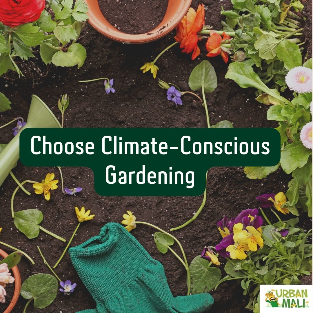 Embrace Climate-Conscious Gardening! 🌱🌏
Gardening with the planet in mind can make a positive impact on our environment. 

#ClimateConsciousGardening #GreenThumb #PlanetFirst #GardenWithPurpose #GreenLiving #NurturingNature #UrbanMali#urbangardening #homegardening