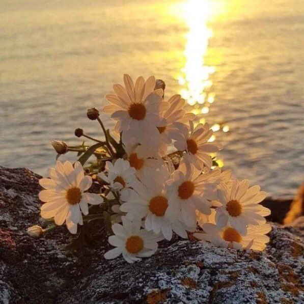 A_Yaman_42's tweet photo. 🙋♀️#MERHABA 💕#CANLARR🐞🦋
Güneş’in doğduğu her ufukta🌞
Umuda giden bir yol mutlaka vardır🌈
Umutlarınız Yeşersin 🍀☘️🌿
Dünyanız Çiçeklensin 🌺🌸🌼🌻
O Zaman ….!
💙G🌼Ü🌸N💚A🌻Y🌸D🌼I💚N🌻 https://t.co/O2arp136hI