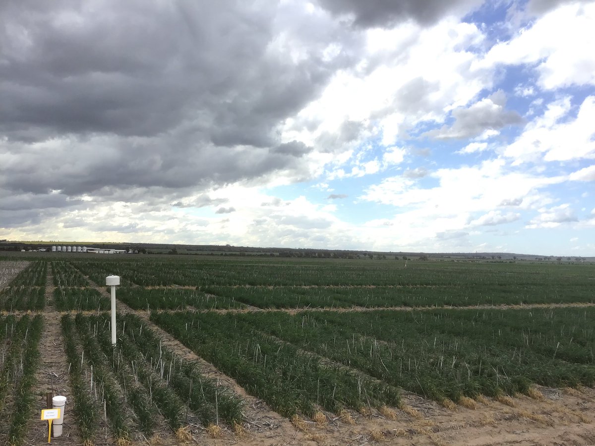 Handles9's tweet photo. The rains are comin’ Marge…..
#LivingFarm @GRDC_NVT https://t.co/8SpisDUWAx