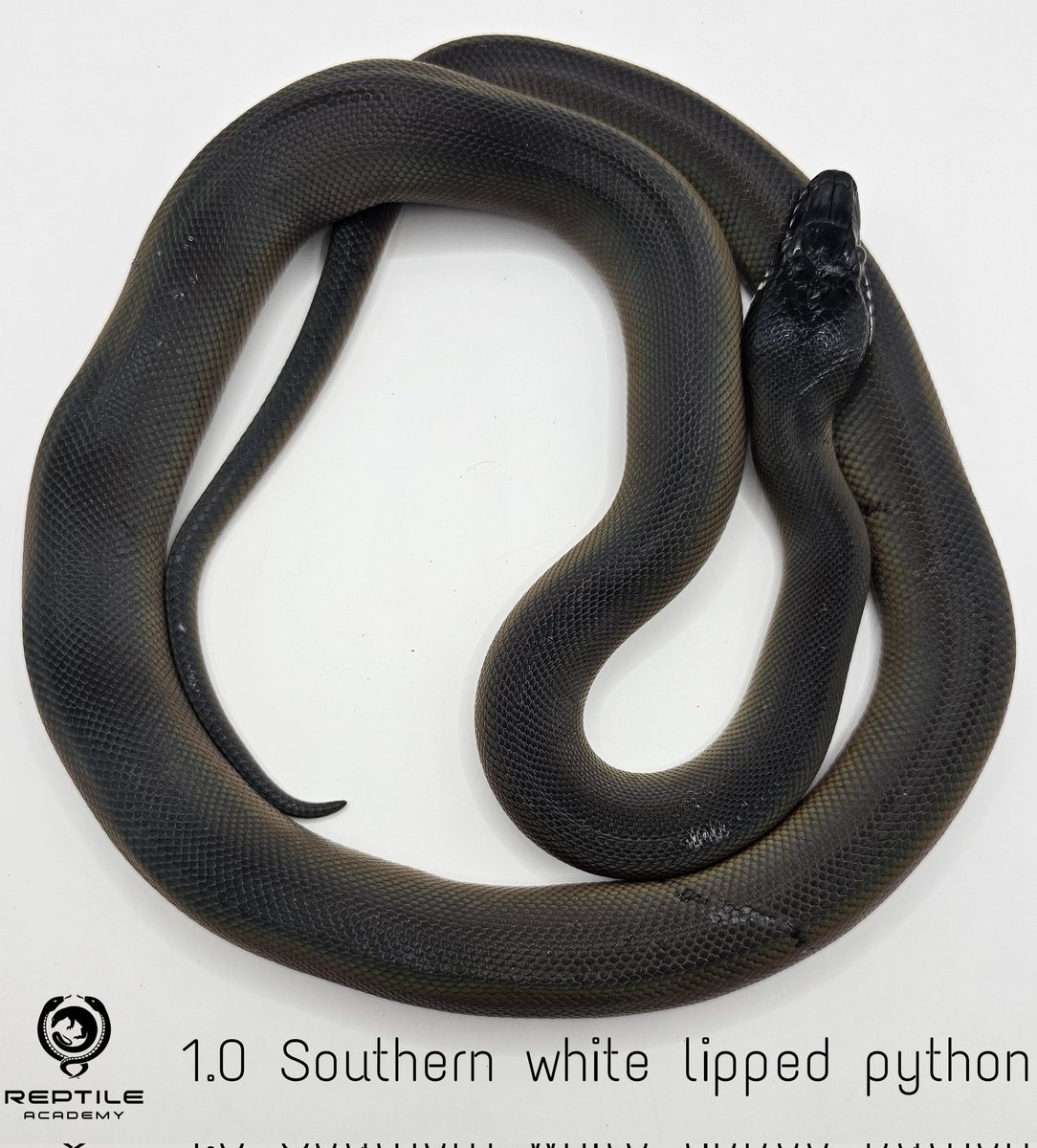 Reptile_Academy's tweet image. งูเปรต พร้อมเปิดให้จับจอง
2.0 Southern white lipped python
-17,000 THB
ฝึกกินหนูแช่แข็งแล้ว ตรวจสุขภาพ ถ่ายพยาธิให้
#ReptileAcademy
#Whitelippedpython
#ไวท์ลิปไพธ่อน
#เลี้ยงงู