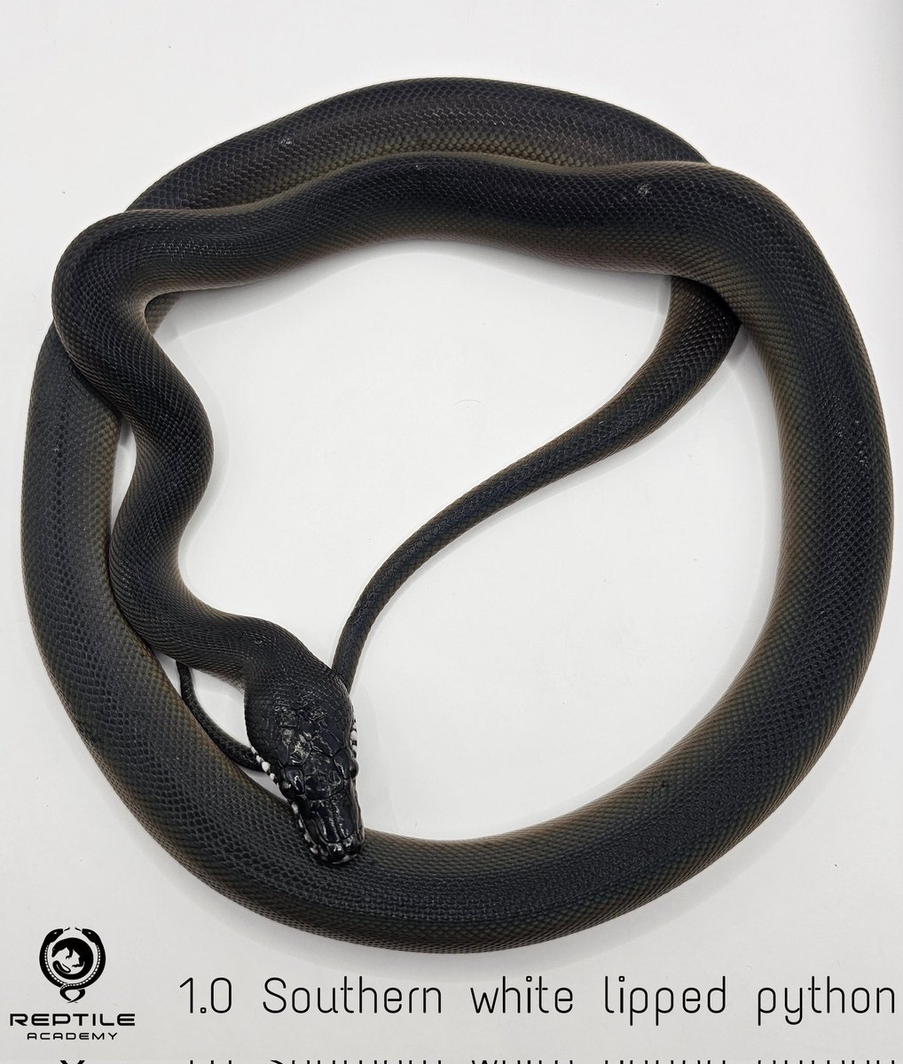 Reptile_Academy's tweet image. งูเปรต พร้อมเปิดให้จับจอง
2.0 Southern white lipped python
-17,000 THB
ฝึกกินหนูแช่แข็งแล้ว ตรวจสุขภาพ ถ่ายพยาธิให้
#ReptileAcademy
#Whitelippedpython
#ไวท์ลิปไพธ่อน
#เลี้ยงงู