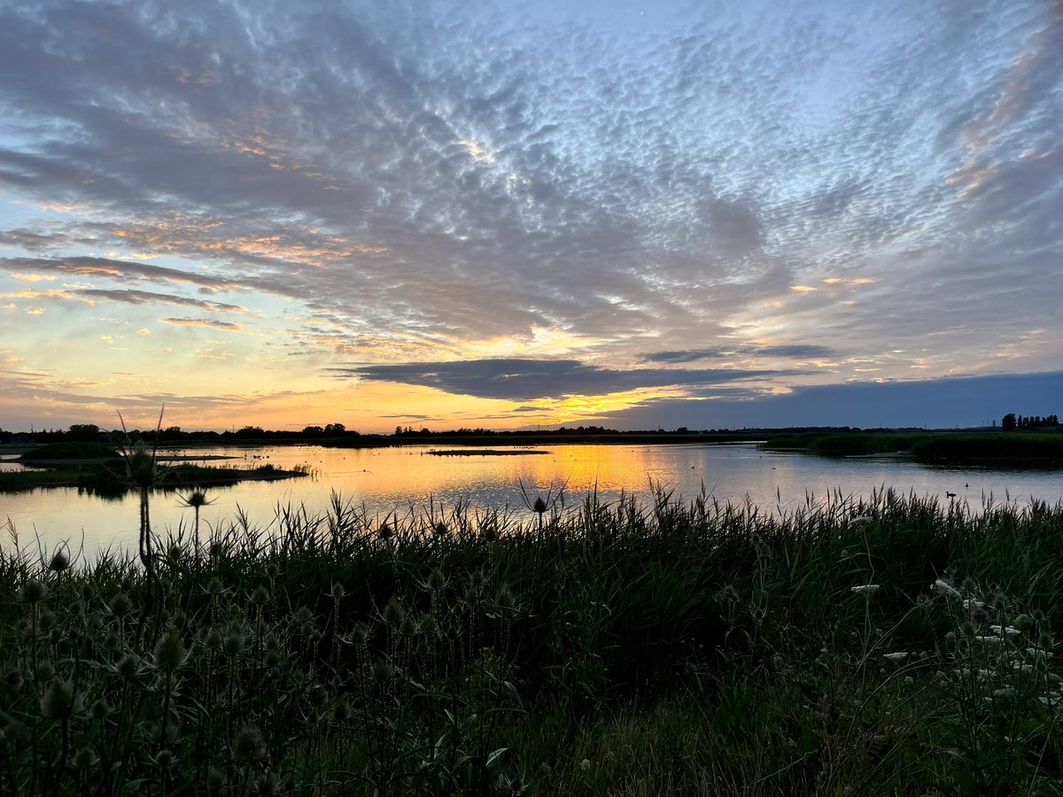 robynwatch's tweet photo. Incredible birding @RSPBFrampton last night. Marsh harriers, barn owl, spoonbill, black winged stilt family, sand martins 👌🏼 such a special place ❤️ https://t.co/Fnnzgqk9cP