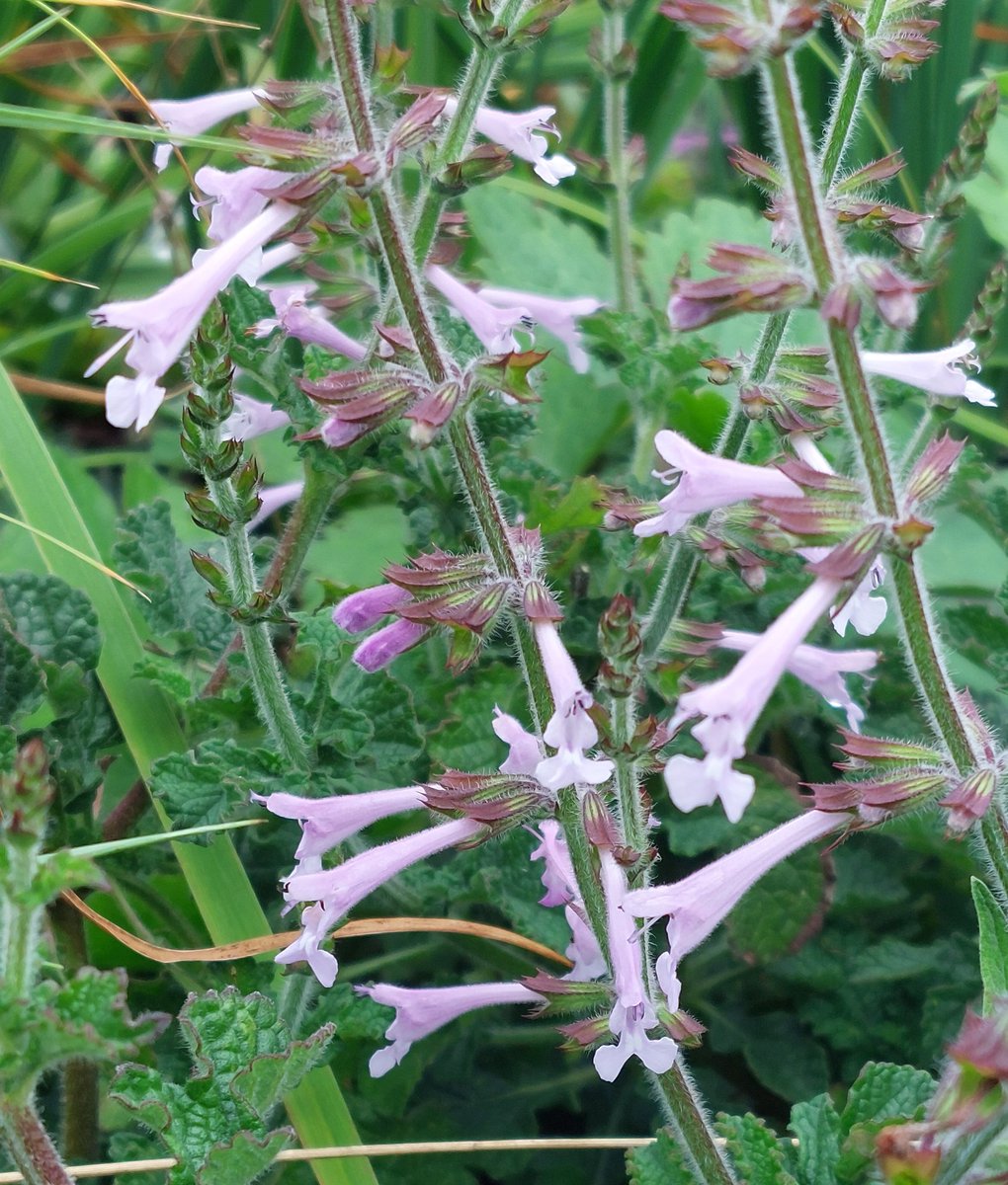 PlantPref's tweet photo. Salvia scabra is hard to photograph well as the narrow flowers are spaced out but it does look effective for the front of the border. Still trialling!

#salvia #salviascabra #peatfree #newtous https://t.co/jpG5TDtGE0
