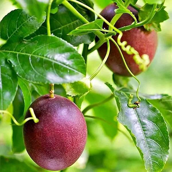 agrirelatedjobs's tweet photo. #FREE #VISA #SPONSORSHIP #PROGRAMME
Are you looking forward to working in #CANADA #FARM #JOBS? Apply on https://t.co/kcuzn2KKLw
#MainaAndKingangi #DigitalTransformationKE Africa Happy New Month #KaribuGMC Niger #ForensicsInSexualViolence #ArrestMwingiMPMulyungi Crazy Kennar https://t.co/EKXJmSz6uu