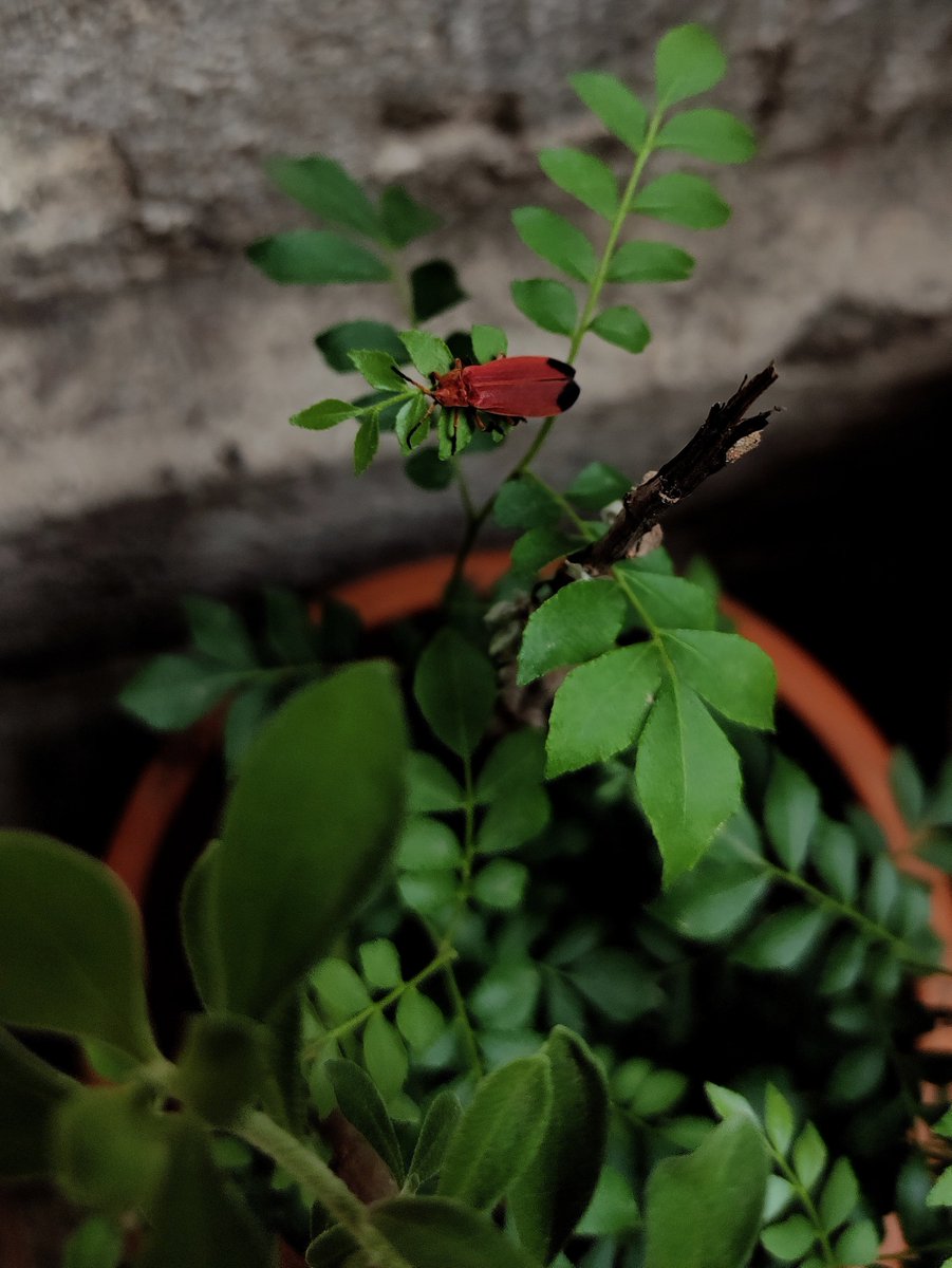 Mr_Prashant_C's tweet photo. Amidst the green tapestry of growth, nature surprises us with the smallest of visitors, adorned in red and black, a reminder that beauty knows no bounds.
#NatureIntrigues 🌿🐞#UnveilingBeauty 🌱🦋 https://t.co/wQ0iG5CU0a