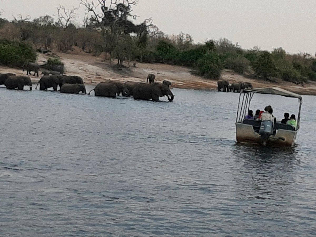 HotelInsonmia's tweet photo. Cada cierto tiempo un grupo de elefantes, a veces de veinte o treinta, se agrupa a orillas del río Chobe en el lagdo de #Botswana2022 y lo cruza para entrar en #Namibia2023, en busca de comida, porque tengan la que tengan siempre les parecerá muy poca y necesitarán mucha más... https://t.co/Pslk461yKk