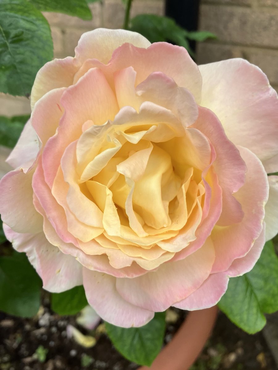 #RoseWednesday 🌷sunshine on a rainy day… ☔️🌦️