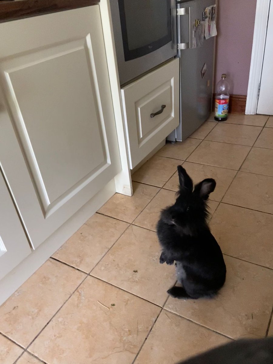 Jett Lionhead Bunny ๐ฐ (@jettbunny) on Twitter photo Hoppy Wednesday Everyone
Come on give me a treat hooman
Love you lots ๐ ๐
<a href="/JettBunny/">Jett Lionhead Bunny ๐ฐ</a>
#hoppy #Ireland #Dublin #Bunnies #bunny #rabbit #rabbits #AdoptDontShop #Adoption #topmodel #pets #petsoftwitter #RabbitHole #cute #love Hoppy Wednesday Everyone
Come on give me a treat hooman
Love you lots ๐ ๐
<a href="/JettBunny/">Jett Lionhead Bunny ๐ฐ</a>
#hoppy #Ireland #Dublin #Bunnies #bunny #rabbit #rabbits #AdoptDontShop #Adoption #topmodel #pets #petsoftwitter #RabbitHole #cute #love