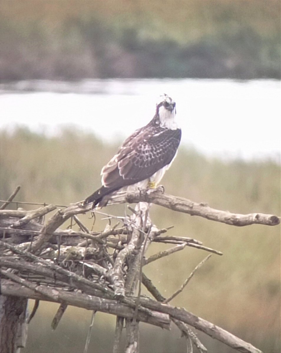 There's nothing like seeing "your child" return to its motherland.. even if it's just for a day. Will he come back in his breeding season? We hope.
This individual is a chick of the year, son of a female that bred in the marshland of Urdaibai for a few years but last year left.