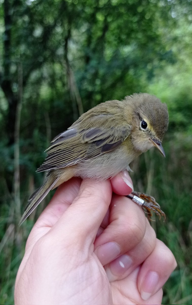 Iberian chiffchaff (Phylloscopus ibericus)
