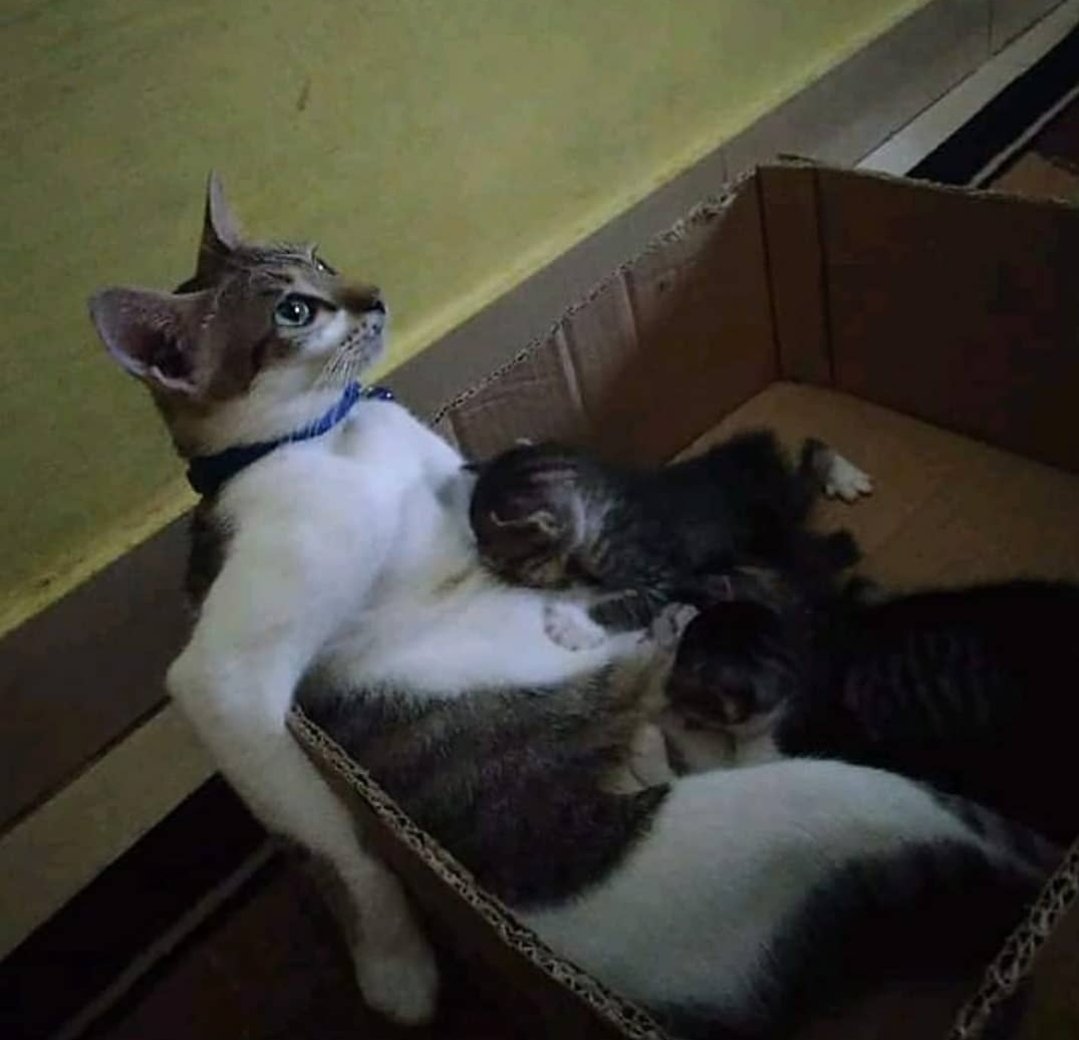 ulat_bulu_bulu's tweet photo. Rindu zaman single, zaman takde tanggungjawab. https://t.co/1RKZ0cRKv8