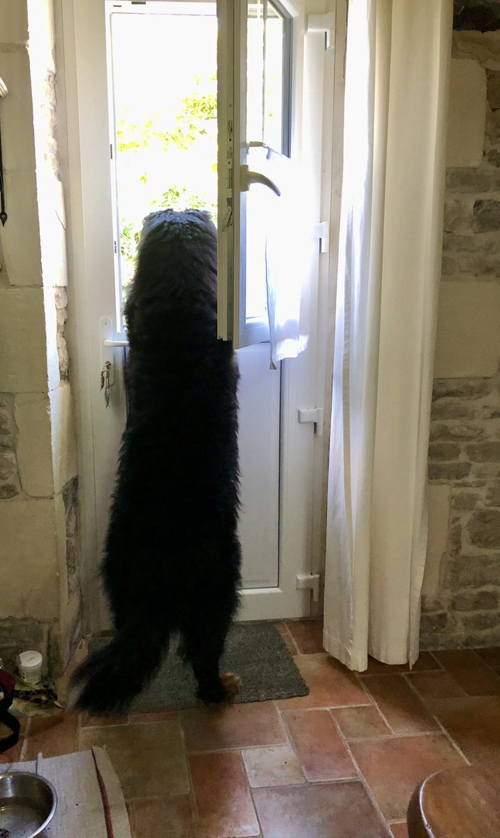 Poste d’observation
Recensement des chats du quartier 
#MonBeauToutou
#Lumio
#BouviersBernois