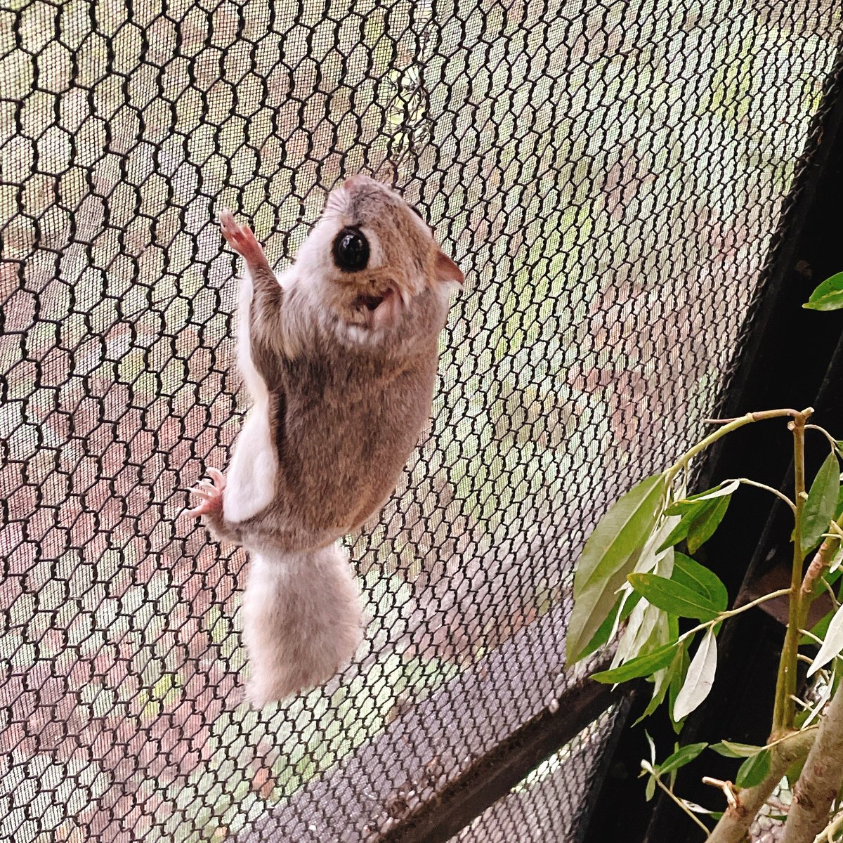 kushirozoo tweet picture