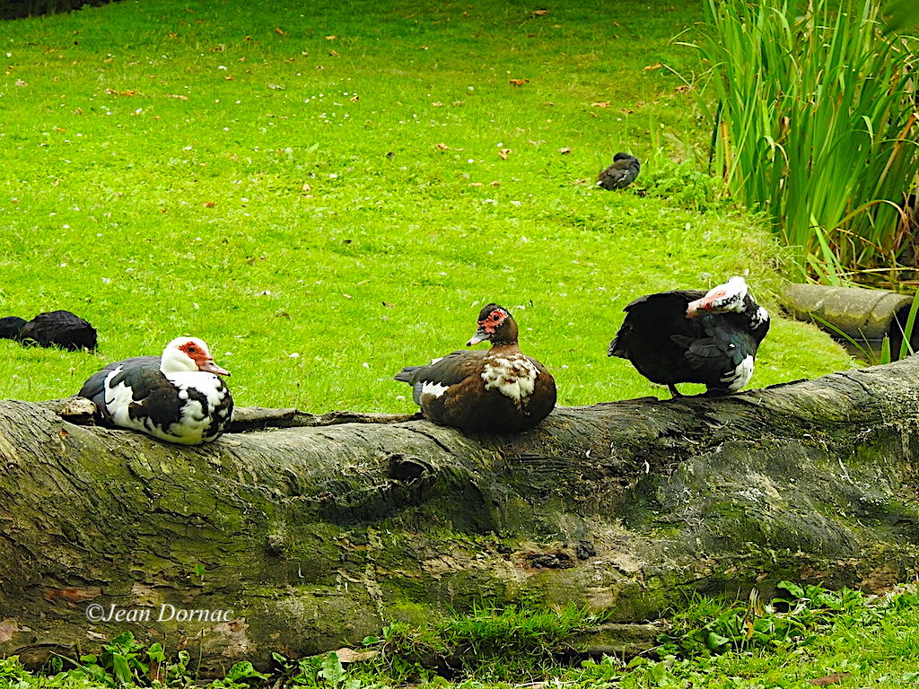 JeanDornac's tweet photo. Ben oui, quoi, nous faisons la sieste et pourquoi pas sur un tronc ? Comme ça, nous surveillons les petits !...#faisons #sieste #tronc #surveillons #petits #parc #médiathèque #Lannion #CôteArmor #Bretagne #France https://t.co/gZfslRNn6a