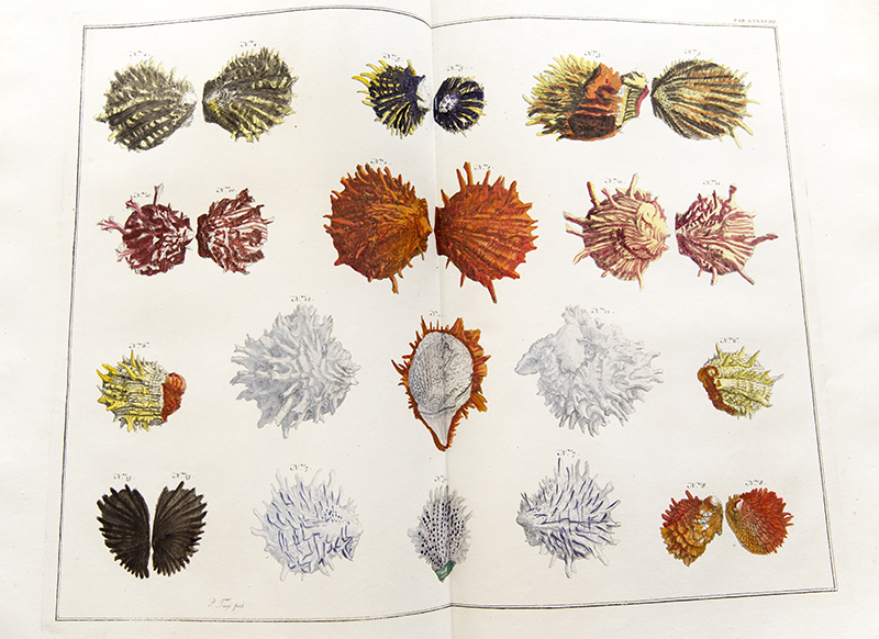For #WorldOysterDay - thorny oysters, Lazarus jewel boxes and ark shell, all bivalve marine molluscs. These were found in the West Atlantic, Mediterranean and Indo-Pacific. Illustrated in Albertus Seba's 'Locupletissimi rerum naturalium thesauri', published 1734-65. #sciart
