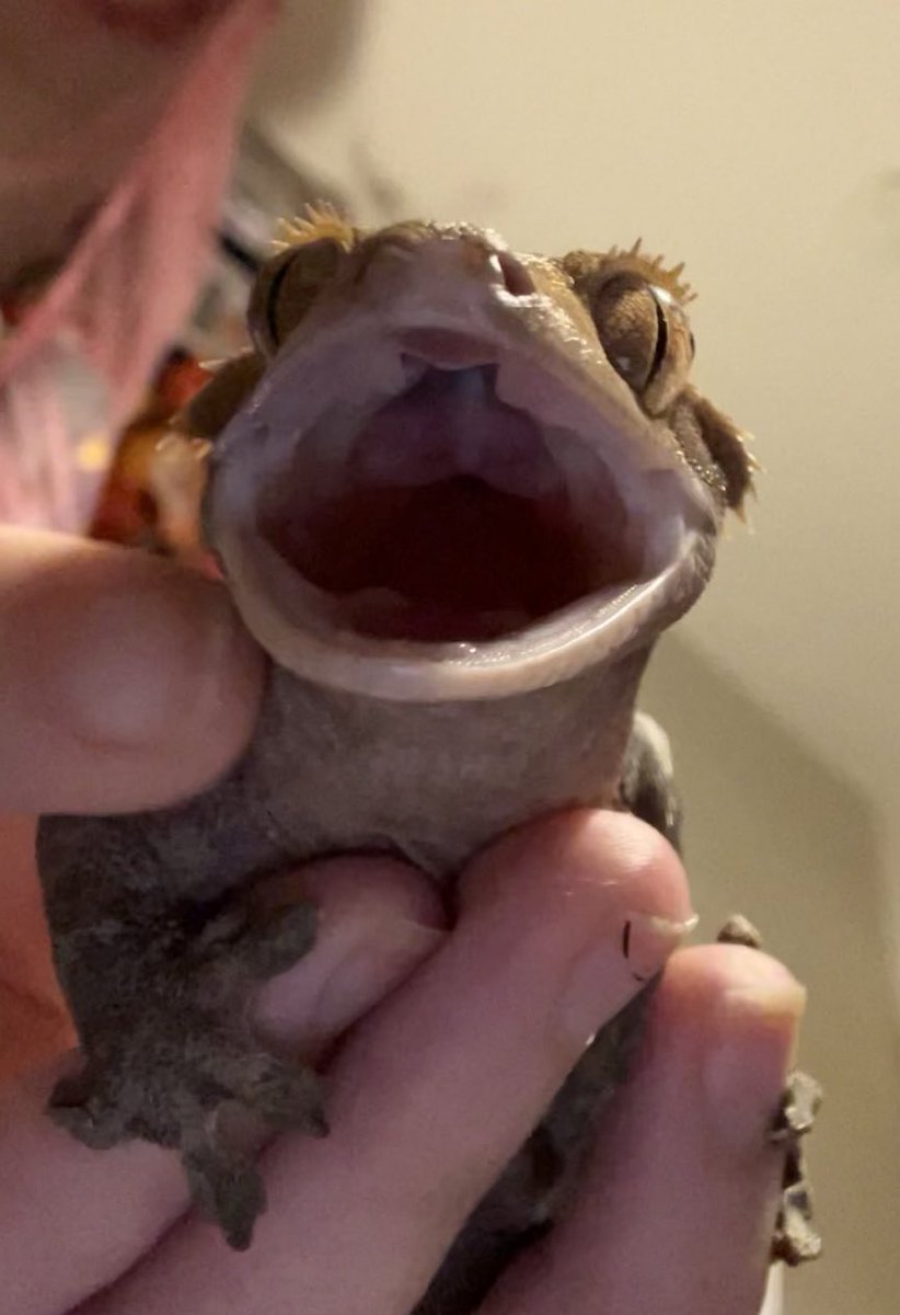 taylorndean's tweet photo. psa: do NOT touch this man’s toes. he is currently in a blind rage because i touched his toes, trying to help get a piece of an old shed off of them. right now he only knows violence. i want my sweet lil boy back. i will never touch his toes again. this is my formal apology. https://t.co/XnQGdjtc1M