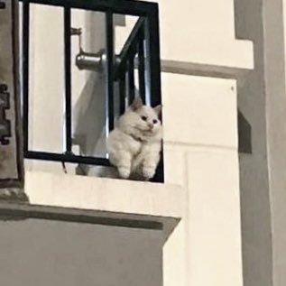 Kittenhwang tweet media