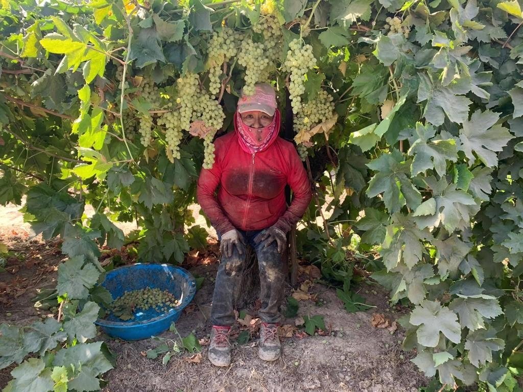 UFWupdates's tweet photo. Farm workers often feel the need to power through on hot days--even if they get dehydrated, nauseous or dizzy. Many feel pressured by supervisors. Plus they need what they earn to make ends meet. Access to shade and paid water breaks are a must to avoid tragedy. #CALOR #WeFeedYou https://t.co/AXCvqzXJ2a