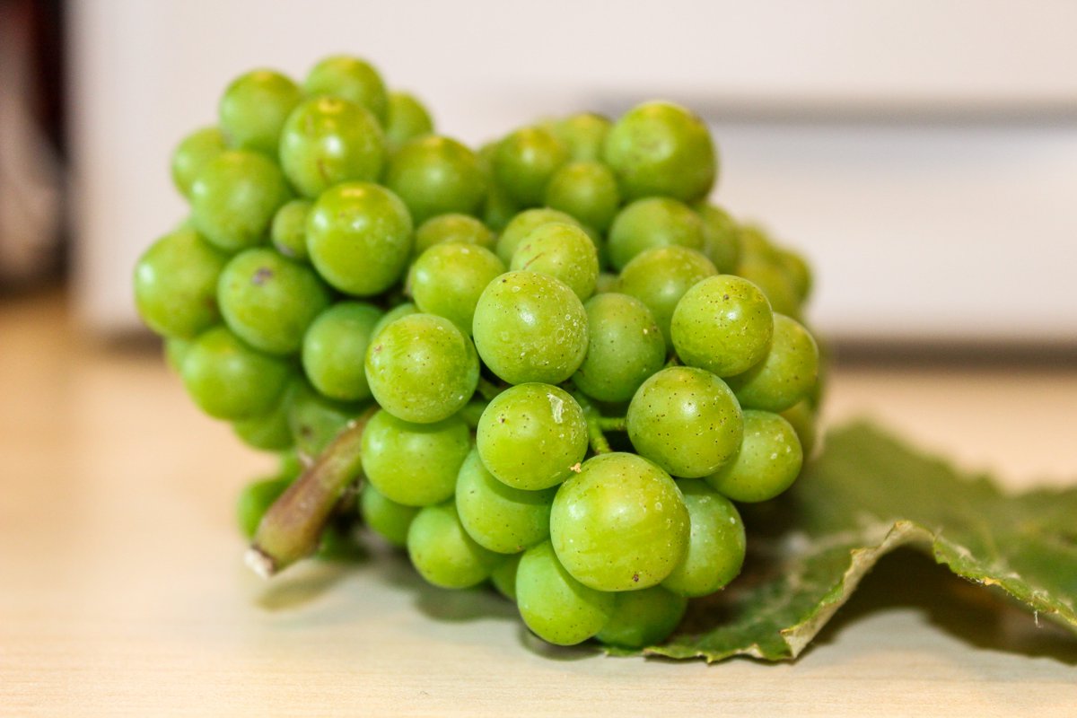 Bdescrayeres's tweet photo. Aujourd'hui, nous sommes ravis de partager avec vous une nouvelle passionnante directement de notre vignoble !

Nous avons récemment coupé une grappe de raisin représentative de ce que l'on trouve dans nos vignes, et devinez quoi ? Elle pèse fièrement 195g à ce stade de l'année ! https://t.co/h5zBPcEwmZ
