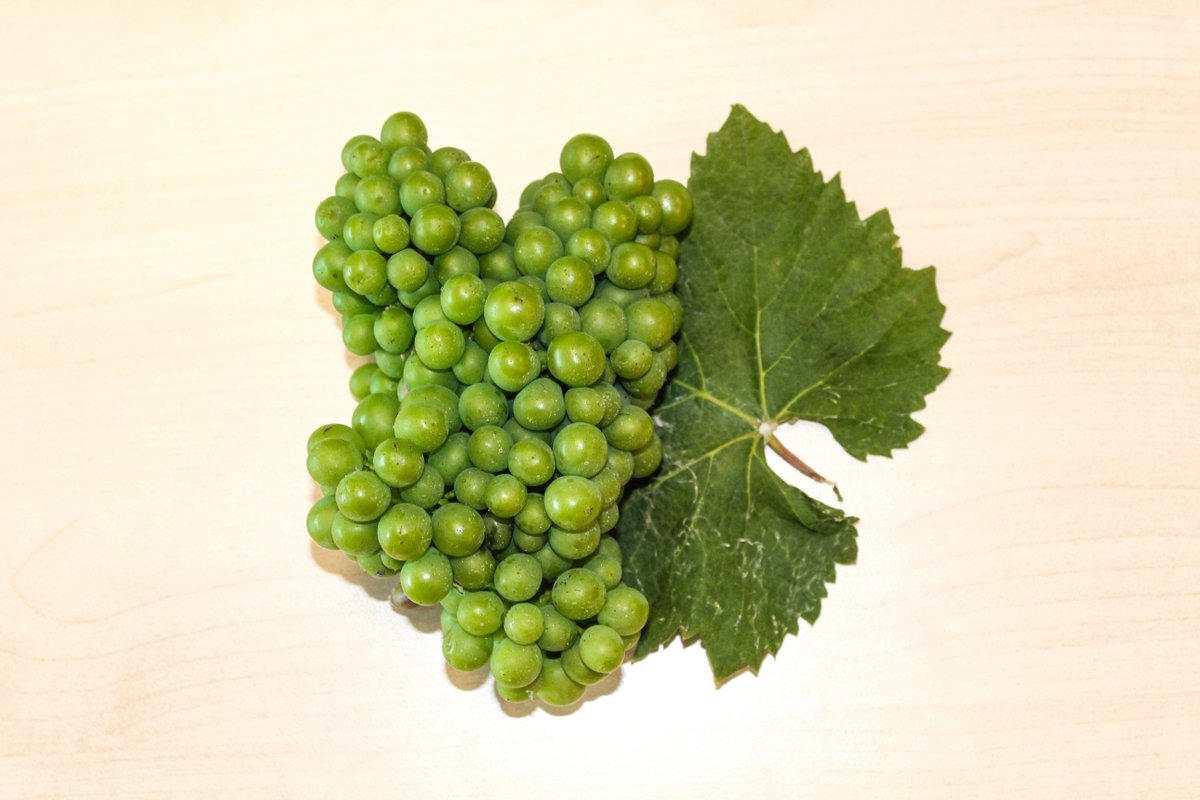 Bdescrayeres's tweet photo. Aujourd'hui, nous sommes ravis de partager avec vous une nouvelle passionnante directement de notre vignoble !

Nous avons récemment coupé une grappe de raisin représentative de ce que l'on trouve dans nos vignes, et devinez quoi ? Elle pèse fièrement 195g à ce stade de l'année ! https://t.co/h5zBPcEwmZ