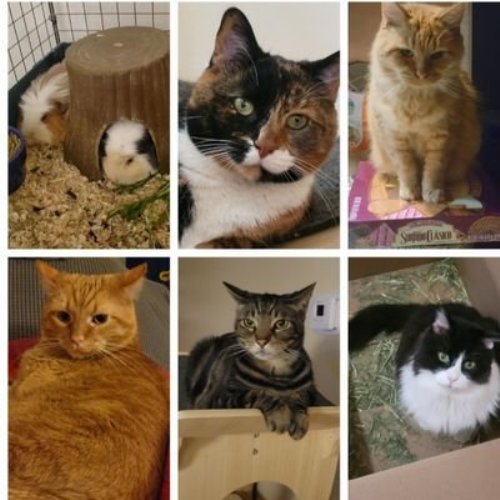 Tiggers_Tails's tweet photo. Tigger Club News Repawters:
You can read the latest The Scratching Post repawt.
https://t.co/rTR9rVFB5j
Catch up on previous repawts too.
#TiggerClubNews #ByAnimalsForAnimals
#Repawter
#TheScratchingPost
#cats
@kimmies_kitties https://t.co/BQJdGfBYTK