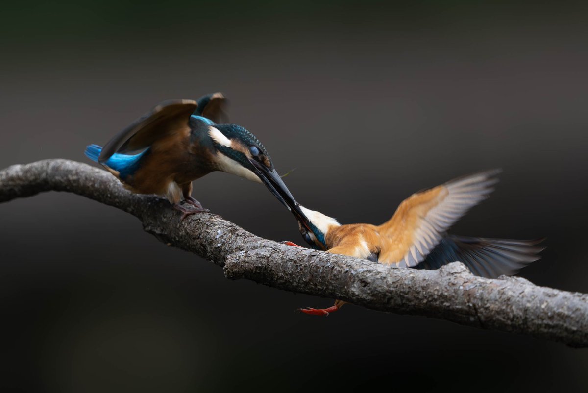 BASS_MEG's tweet photo. #カワセミ
#kingfisher
#α1
#SEL600f4
#FE600f4 https://t.co/dvG6P7dK9O