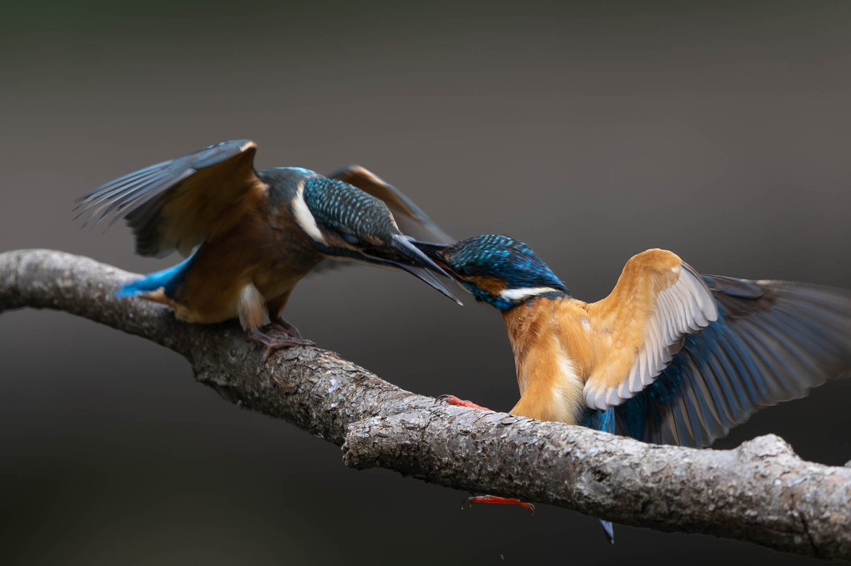 BASS_MEG's tweet photo. #カワセミ
#kingfisher
#α1
#SEL600f4
#FE600f4 https://t.co/dvG6P7dK9O