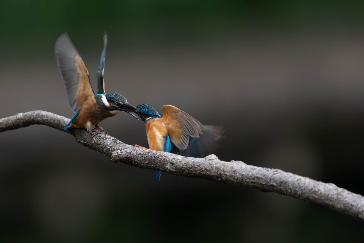BASS_MEG's tweet photo. #カワセミ
#kingfisher
#α1
#SEL600f4
#FE600f4 https://t.co/dvG6P7dK9O