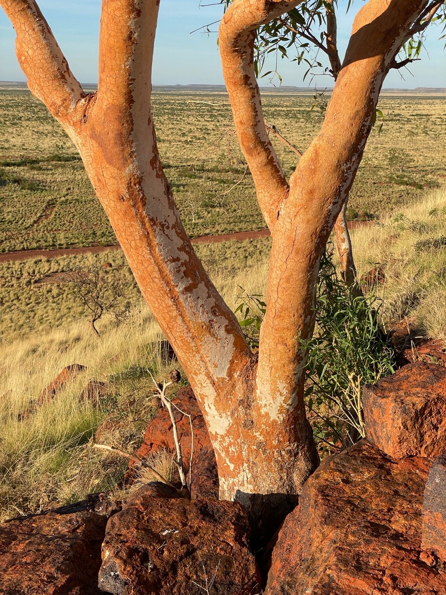 Tree ID using bark characters can be tricky. This tree of the typically rough-barked Hamersley bloodwood (Corymbia hamersleyana) is almost completely smooth barked. Near Shay Gap in the Pilbara of WA.

But there is a reason why the bark is so atypical...
1/2