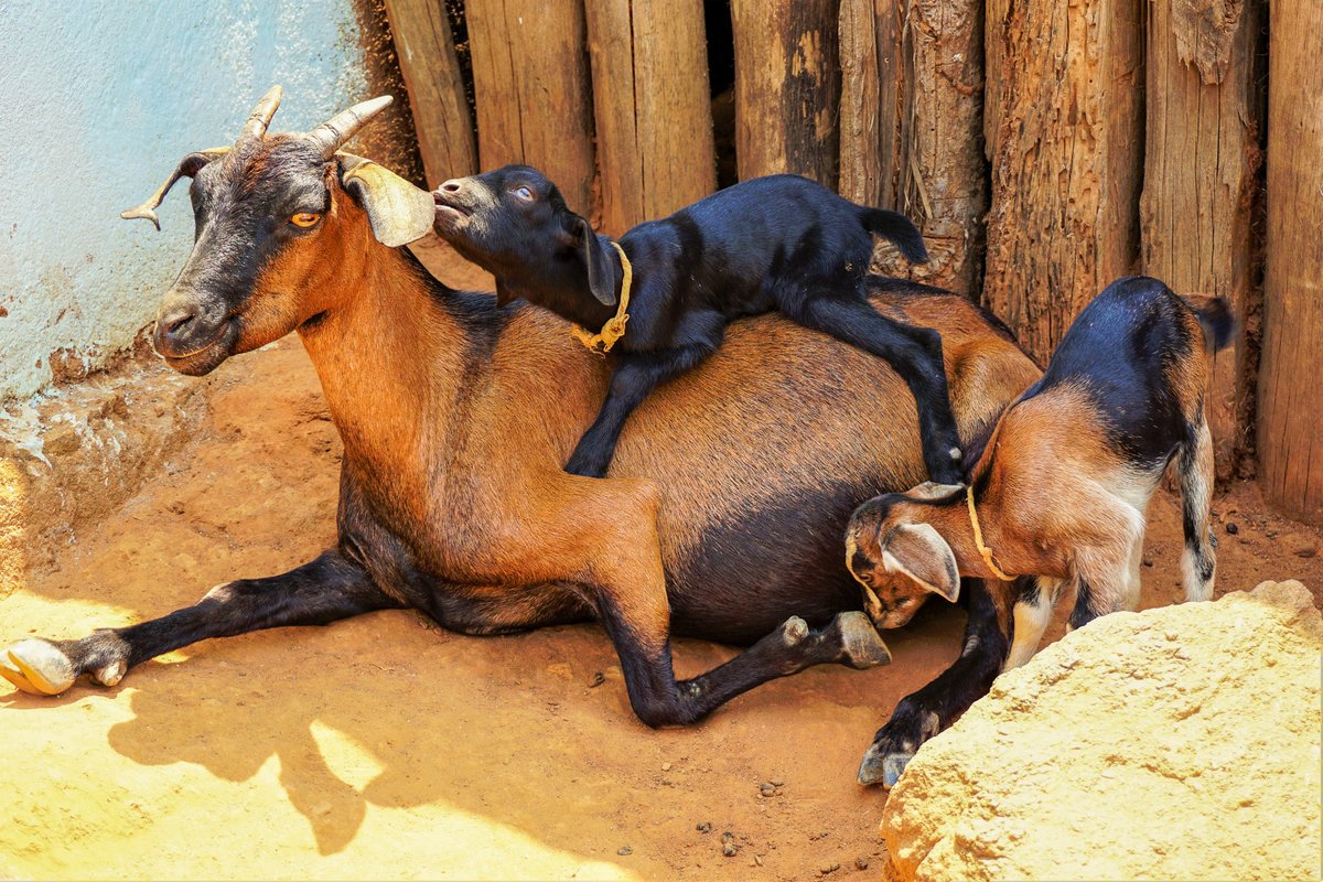 Artificial insemination could help improve the livelihoods of smallholders who raise goats in India. So why aren't they using it? Our new study with @BAIFofficial aims to understand why goat farmers choose to use or not use artificial insemination. tci.cornell.edu/?blog=why-aren…