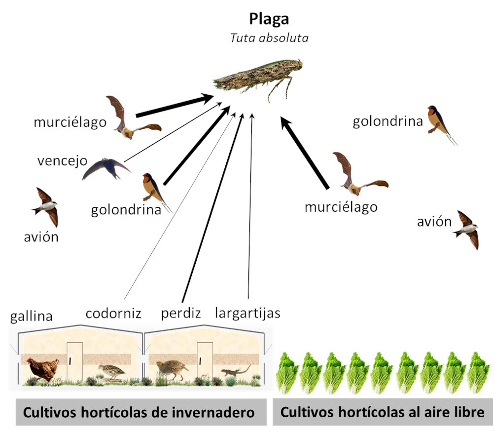 Golondrinas y murciélagos: aliados potenciales en la lucha contra plagas en el invernadero. Ambos se alimentan de Tuta absoluta según revela un nuevo estudio de @IFAPAJunta y @Serbalmeria publicado en <a href="/Insects_MDPI/">Insects MDPI</a> mdpi.com/2075-4450/14/8…