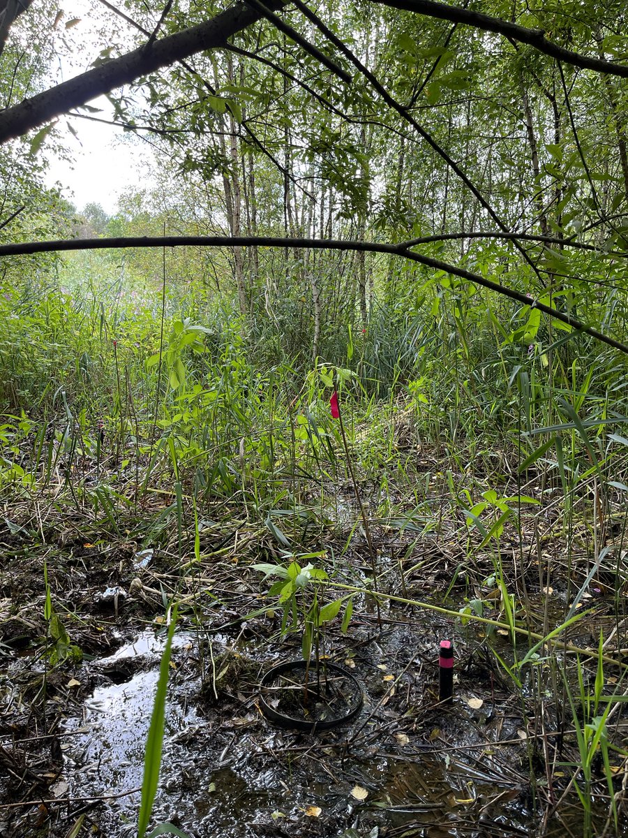 Working hard to measure greenhouse gas emissions from reed beds in the Wigan Flashes nature reserve using our DIY stackable chamber! @UoM_GeogLabs @WildlifeTrusts