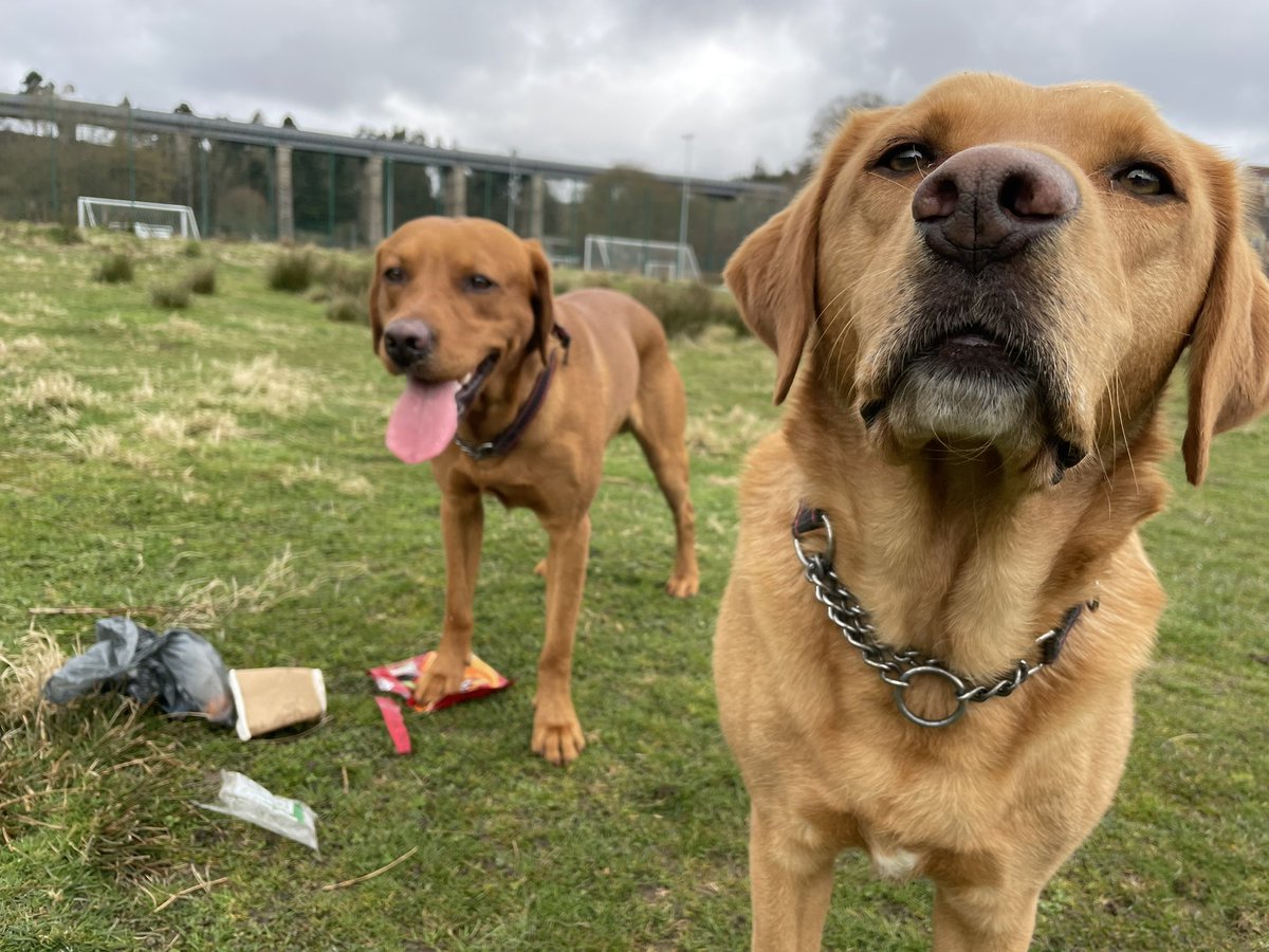 pawsonplastic's tweet image. Our charity’s aim is to make picking up a few bits of #litter a normal part of an everyday dog walk. 

Just dog owners taking a simple action that makes an immediate, visible difference. It feels great too! Join us! 

#mentalhealth #positiveaction #dogsoftwitter #protectanimals