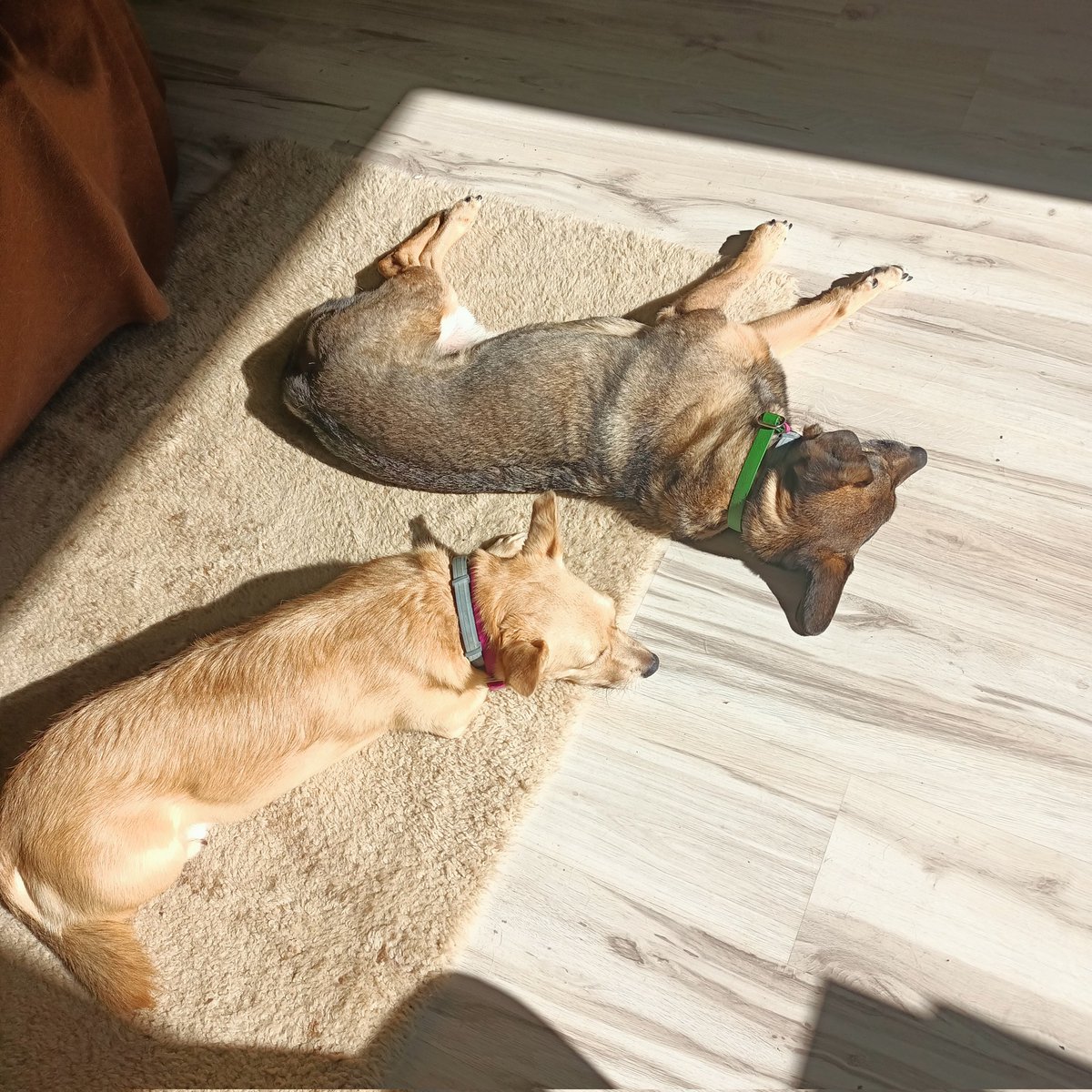 VegeMagda's tweet photo. Zestaw 🐶 wakacyjne powiększony.
#BurbonSamOgon i #Dziuńka
+ #Ottis i #HELA https://t.co/QpGY7VMA4E