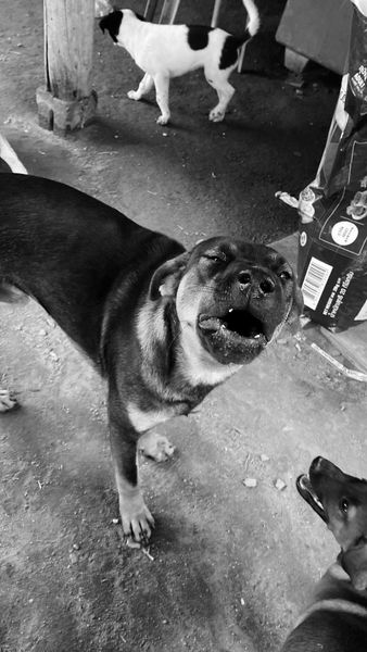 TheSoundOfAnim2's tweet photo. Je me bats autant que je peux pour sauver tous ces chiens
Mais à nouveau nous vivons des temps très durs
Les dons ont chuté et je ne sais plus payer les factures
Plus de livraison de nourriture ni de vétérinaire si nous ne payons pas
Merci de les aider🙏 
https://t.co/78bXS9Kmtq https://t.co/wcsiCNlepR