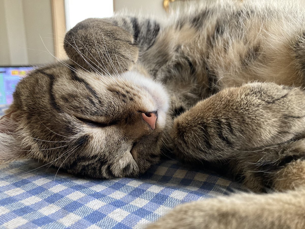 uJWJpFJGxHBmkUw's tweet photo. スヤスヤお昼寝🤭💕
#キジトラ
#猫好きさんとつながりたい 
#ねこのいる幸せ https://t.co/WcXb9NwAi6