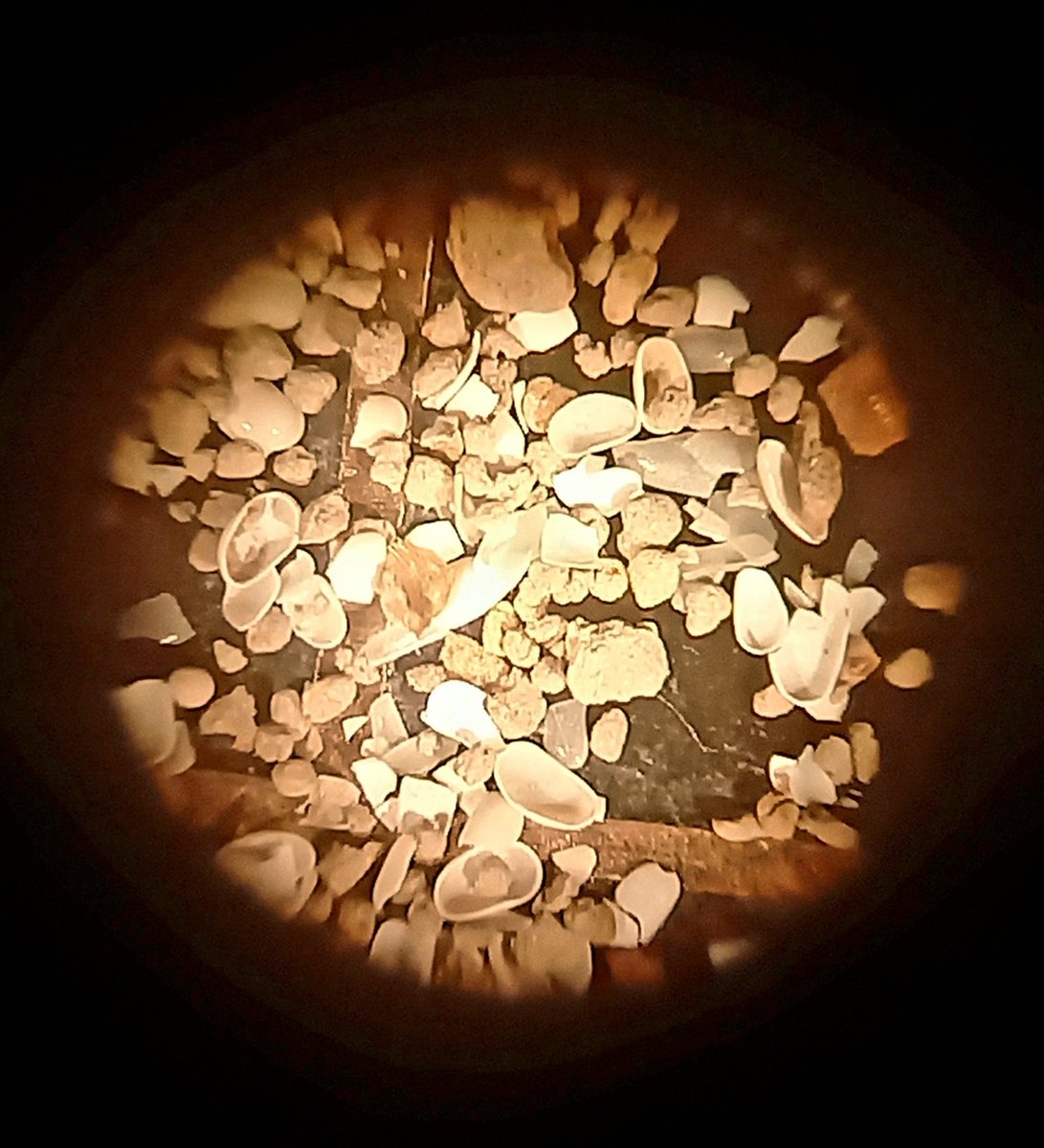 ilamaz's tweet photo. Microscope everyday and you will explore new worlds each time!
#micropalaeontology 
#ostracod 
#ilovemyjob https://t.co/WVjj1pJ4Vk